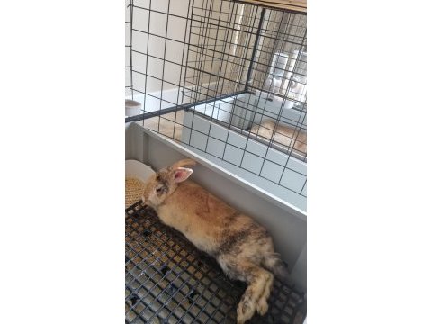 Cici kızım tavşanım
