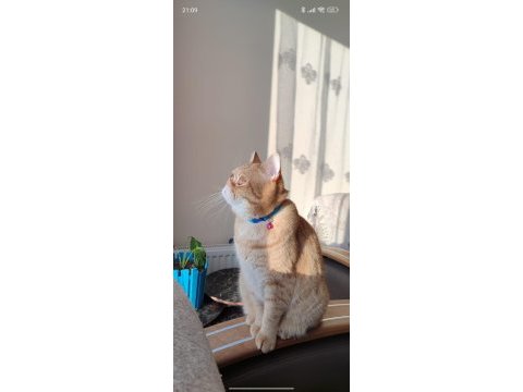 Kedimize ücretsiz sadece mutlu olabileceği bir yuva arıyoruz