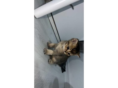 Silver ve golden british shorthair bebekler
