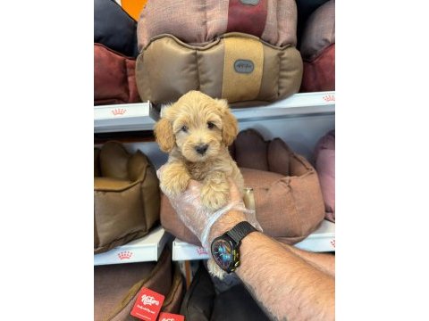 Birbirinden güzel maltipoo bebekler