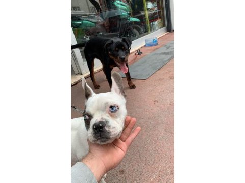 Yakışıklı french bulldog