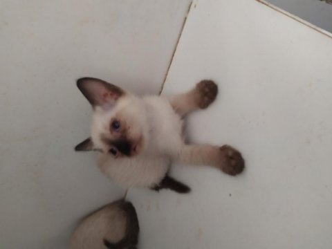 Haziran ve temmuz doğumlu british shorthair yavrularımız