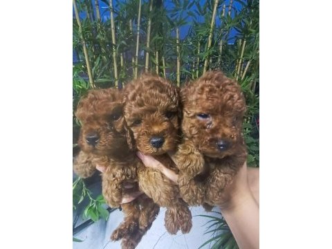 Kore poodle yavrular