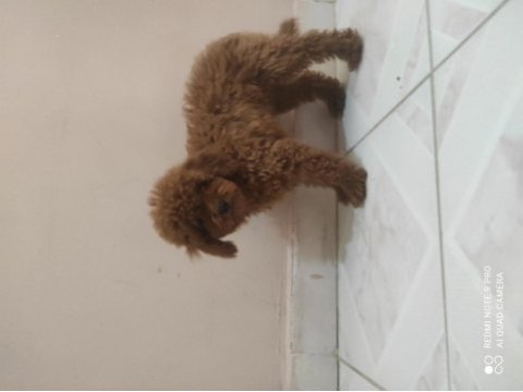 6.5 aylık küçük boy kore poodleler