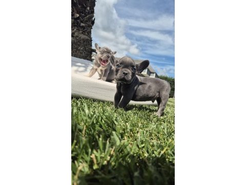 Blue french bulldog yavruları istanbul 