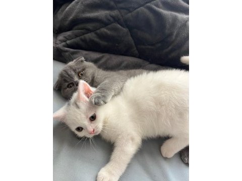 Bize danışmadan yavru kediler sahiplenmeyiniz