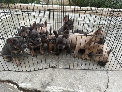 Bebeklerimiz 91 günlük french bulldog