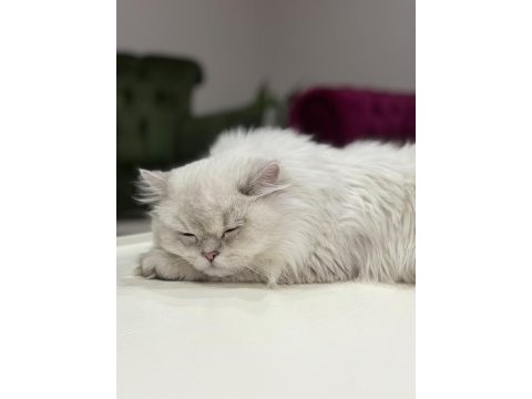 Acil sahiplendirme 11 aylık british longhair