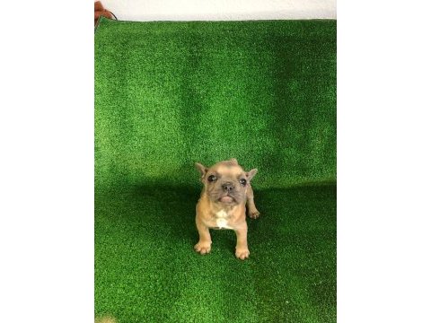 Blue fawn french bulldog bebeğimiz yeni yuvasını arıyor