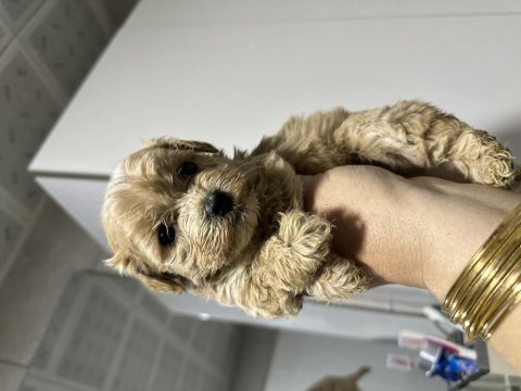 Harika maltipoo yavrular