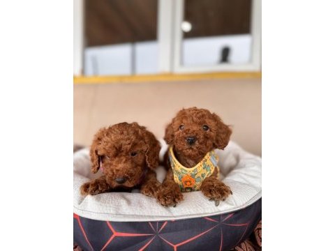 Maşallah demeden geçmeyin poodle