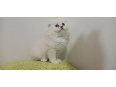 Kayseri'de tek scottish fold