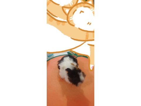 Sevimli guinea pig yavruları tepeli (17 günlük)