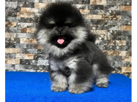 Çok nadir bulunan black tan ayı surat pomeranian yavrumuz