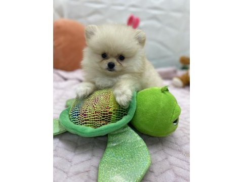 Erkek dişi pomeranian yavrular
