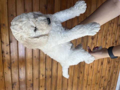 Standart poodle