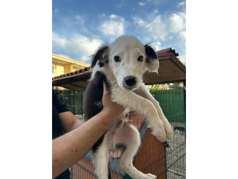 3 aylık orjinal border collie yavruları