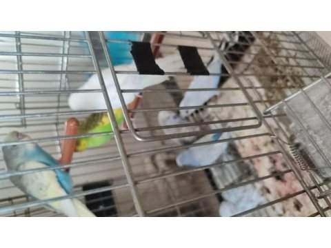 Yavru muhabbet kuşu el besleme
