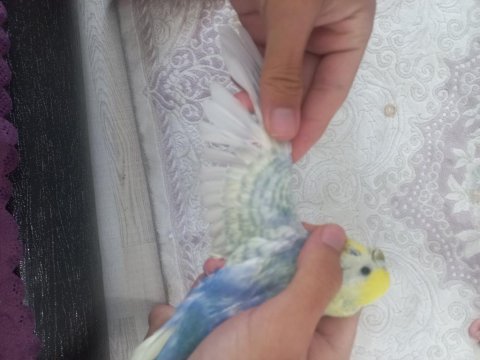 Yumurta / yavru alınmış çift muhabbet kuşu mor rainbow dişi