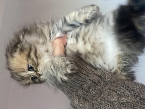 Scottish longhair silver