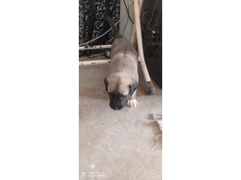 Aslan gibi kangal yavruları