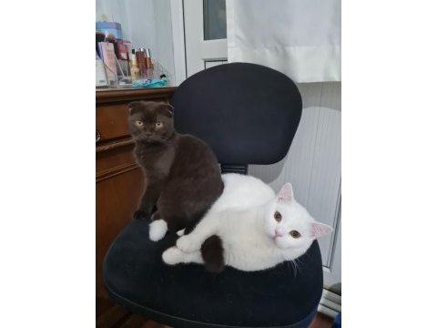 18 ağustos doğumlu scottish fold yavru