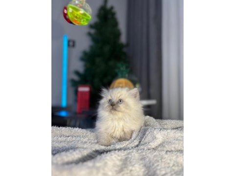 British blue point longhair bebek