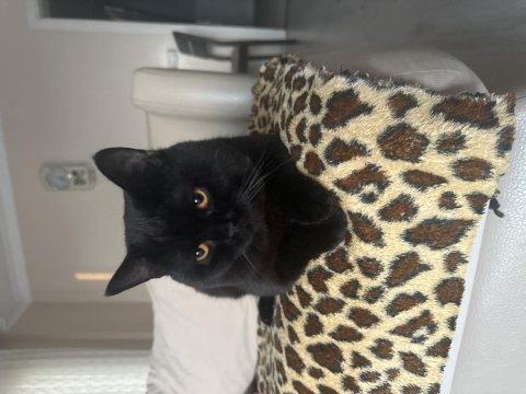 1 yaşında british shorthair