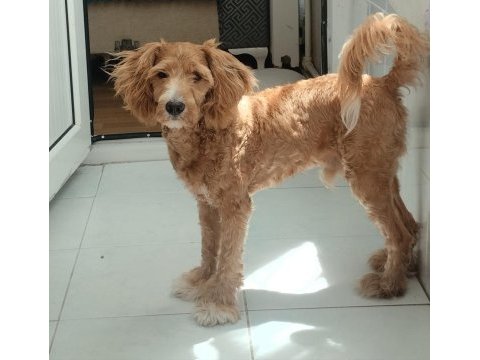 Sekiz aylık erkek maltipoo