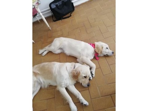 6 aylık dişi golden retriever