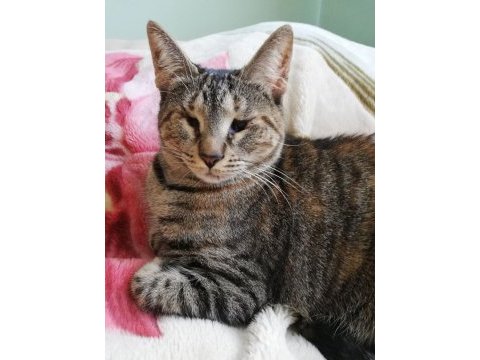 Görmek engelli tekir kedi