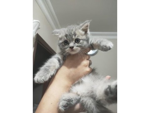 Yavru british longhair kedimiz