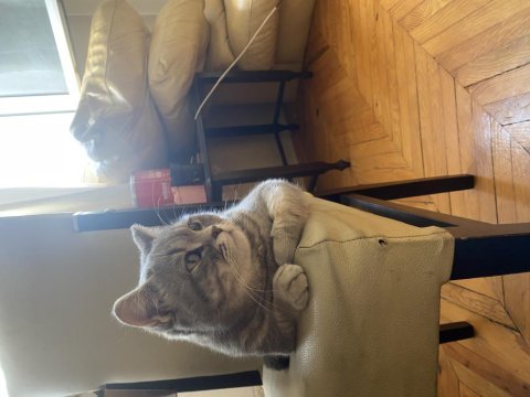 Prenses british shorthair