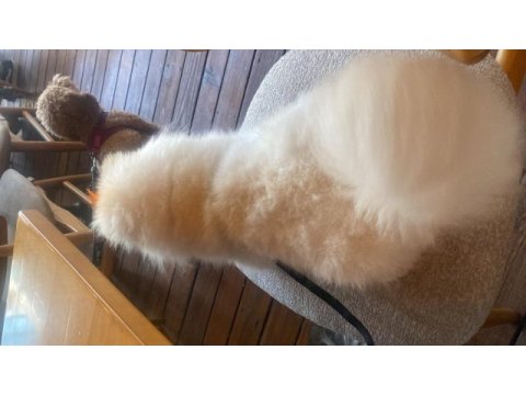 Safkan tüm aşıları tam erkek pomeranian