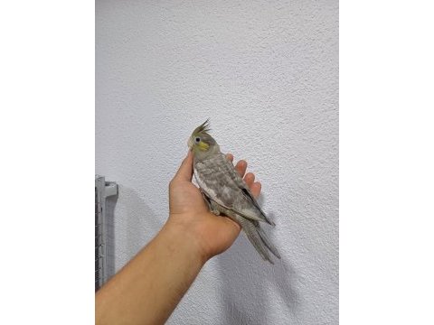 Denizlinin en kaliteli en uygun fiyata sultanın tek adresi