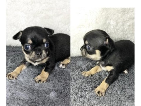 Harika chihuahua bebekler