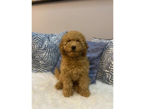 Minyatür poodle orijinal