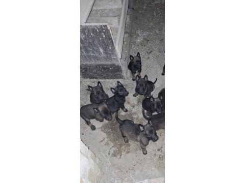 Malinois kaliteli tesadüf değildir