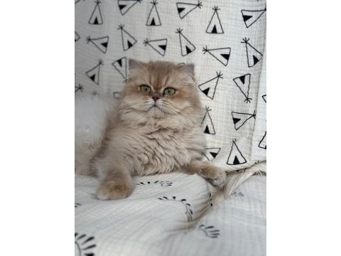 British longhair kedilerim