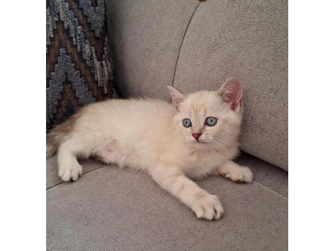 British shorthair scottish bebişlerim