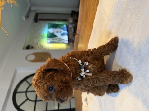 Safkan 1 erkek ve 1 dişi toy poodle