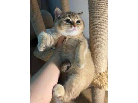 British shorthair golden dişi