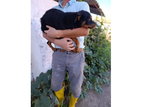 Rottweiler dişi yavrularımız