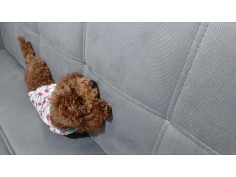 Bazı nedenlerden dolayı köpeğimi vermek zorundayım