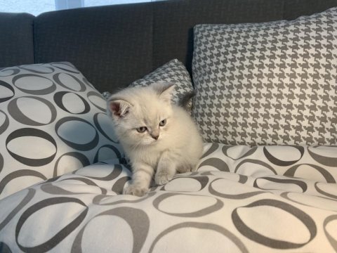Teslime hazır british shorthair yavrular