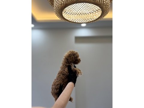 Toy poodle wc pet eğitimli yavrumuz yeni yuvasına hazır
