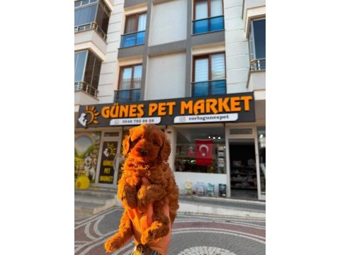Poodle tüy dökme derdi yok bolca sevgi var
