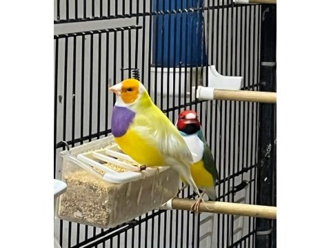 Rengarenk goldian finch