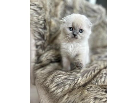 Ayıcık suratlı lilac british bebek