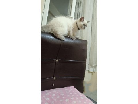British shorthair erkek eşyalarıyla sahiplendirme
